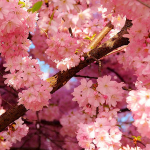 Meet your Posher, Emme